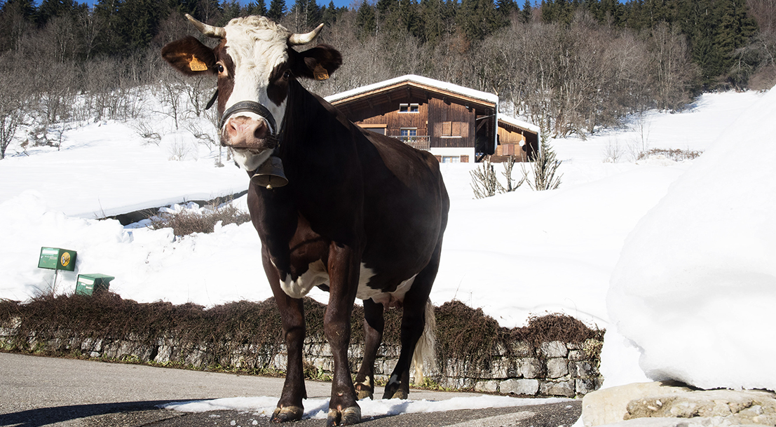 Neige, vache égérie du SIA2022 devant les montagnes