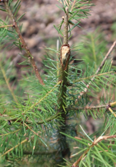 Impacts de grêle sur douglas sur jeunes plants dans le Morvan (Montsauche-les-Settons)