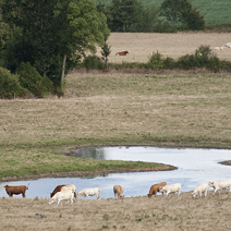 Vaches près d'une mare dans un champs