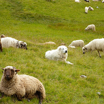 chien Patou gardant un troupeau de moutons