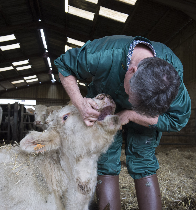 Intervention de Gérard Bosquet, docteur vétérinaire dans un élevage bovin