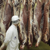 Vétérinaire inspectant un abattoir bovin. Stockage des carcasses en frigo de conservation©Pascal Xicluna/Min.Agri.Fr