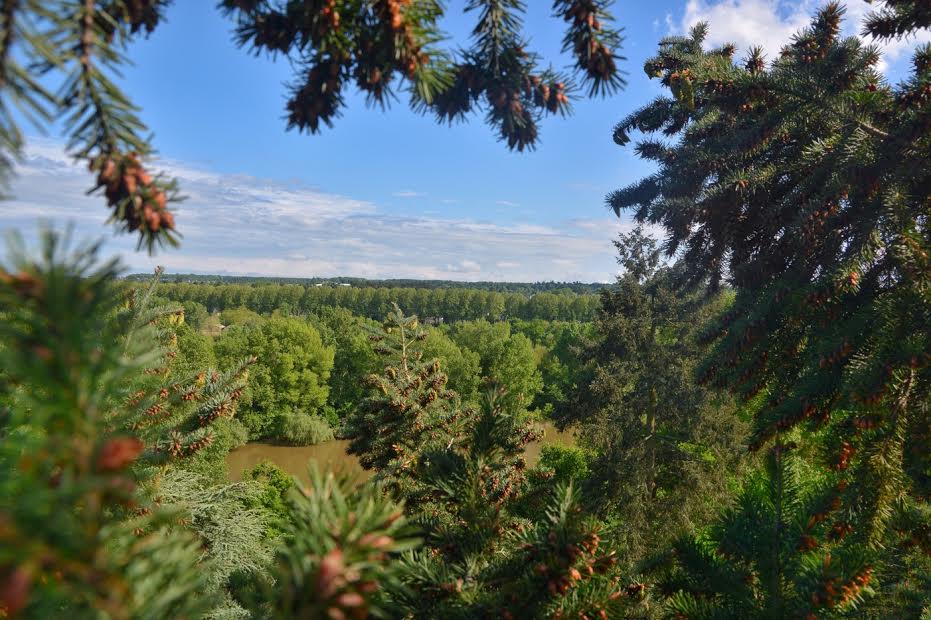 La région de la Loire vue des arbres 