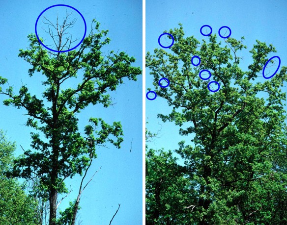 Photo présentant deux arbres avec une motalité des feuiiles à la cime sur la première photo et de manière diffuse sur la deuxième photo