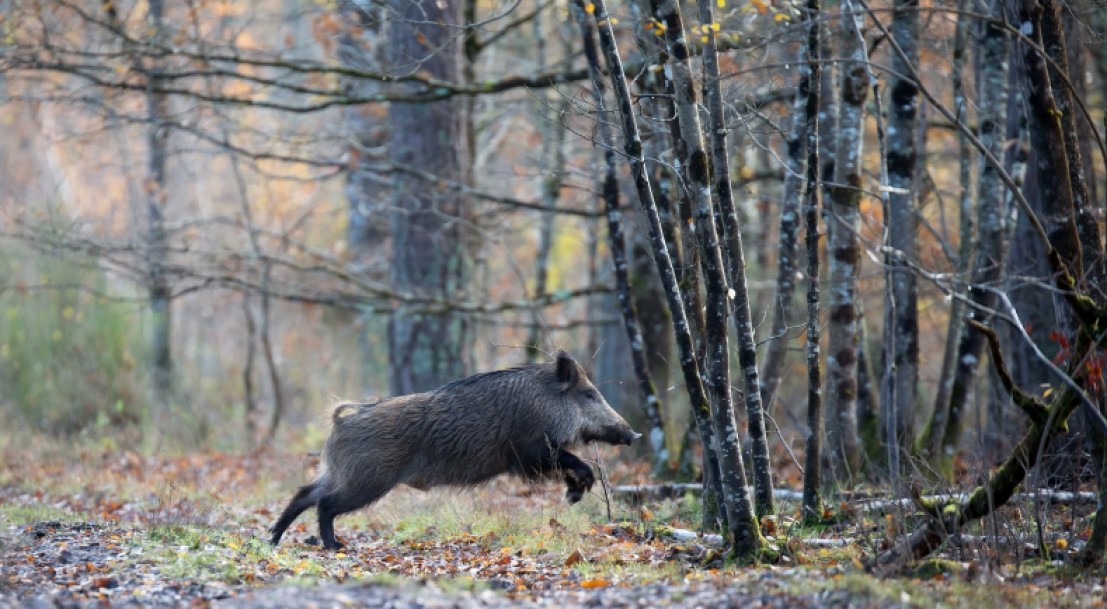 Peste Porcine Africaine Une Campagne De Communication Pour