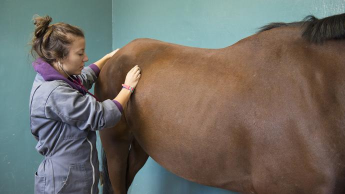 Etudiant vétérinaire examinant un cheval