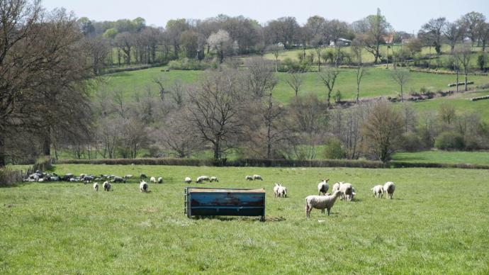 Paysage agricole montrant des moutons dans une prairie
