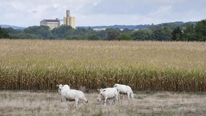 Prairie d'été sèche avec des bovins en train de paître. Un champs de maïs en arière plan.