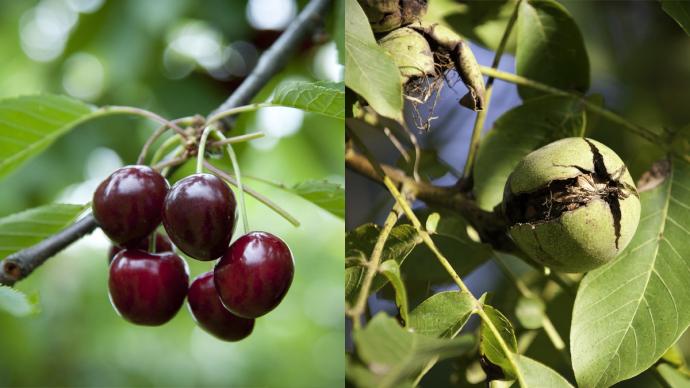 Montage de deux photos, avec à gauche de l'image, des cerises rouges sur une branche de cerisier et à droite, une noix sur une branche de noyer