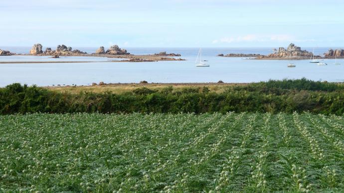 Un champs d'artichauts le long de la côte en Bretagne