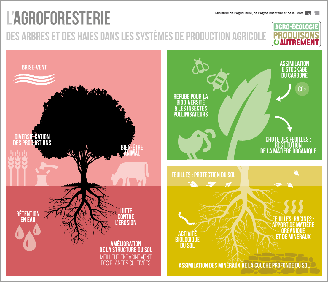 Infographie - L'agroforesterie, Plantation D'arbres Au Sein Des ...