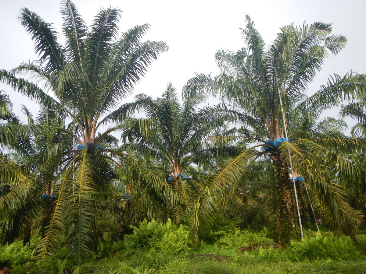 Plantation de palmiers à huile pour la production de graines sélectionnées (jardin à graines), Indonésie Légende et crédit ci-après