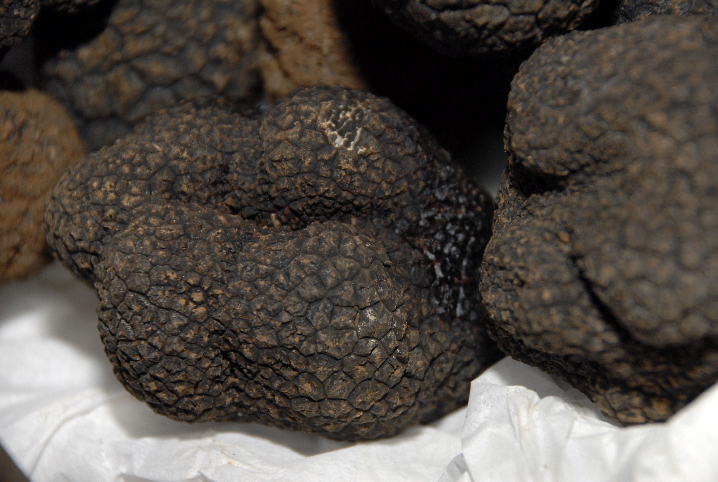 Truffze noire.