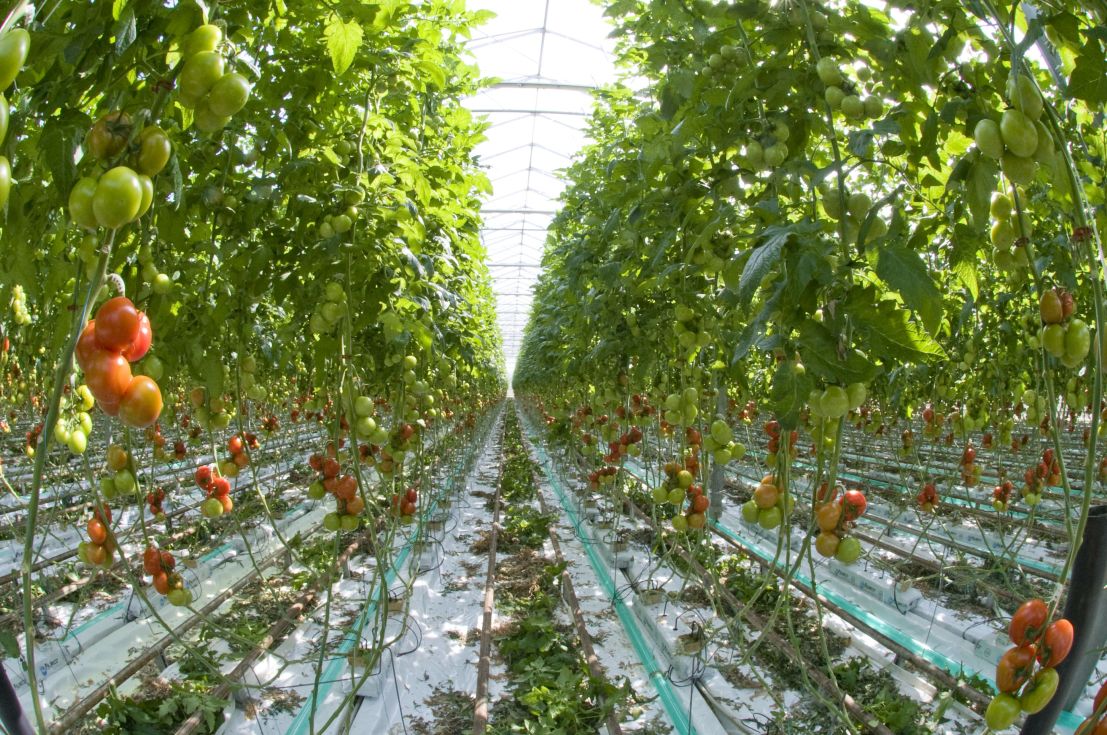 Production de tomates sous serres.