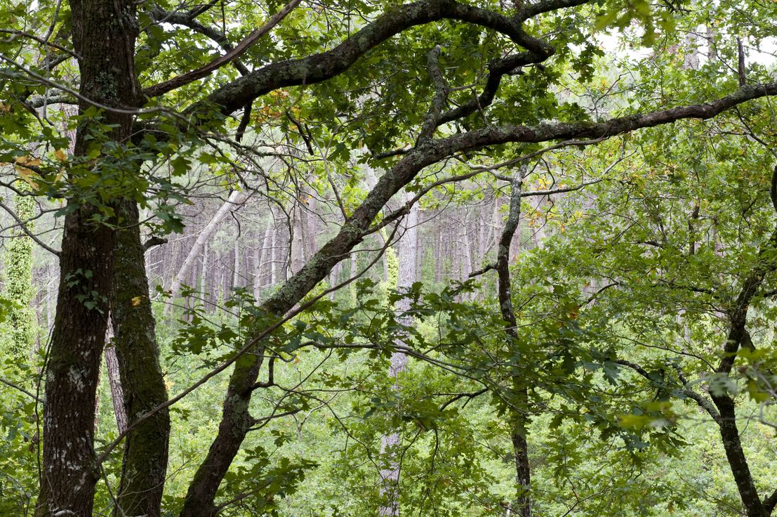 Forêt Forêt