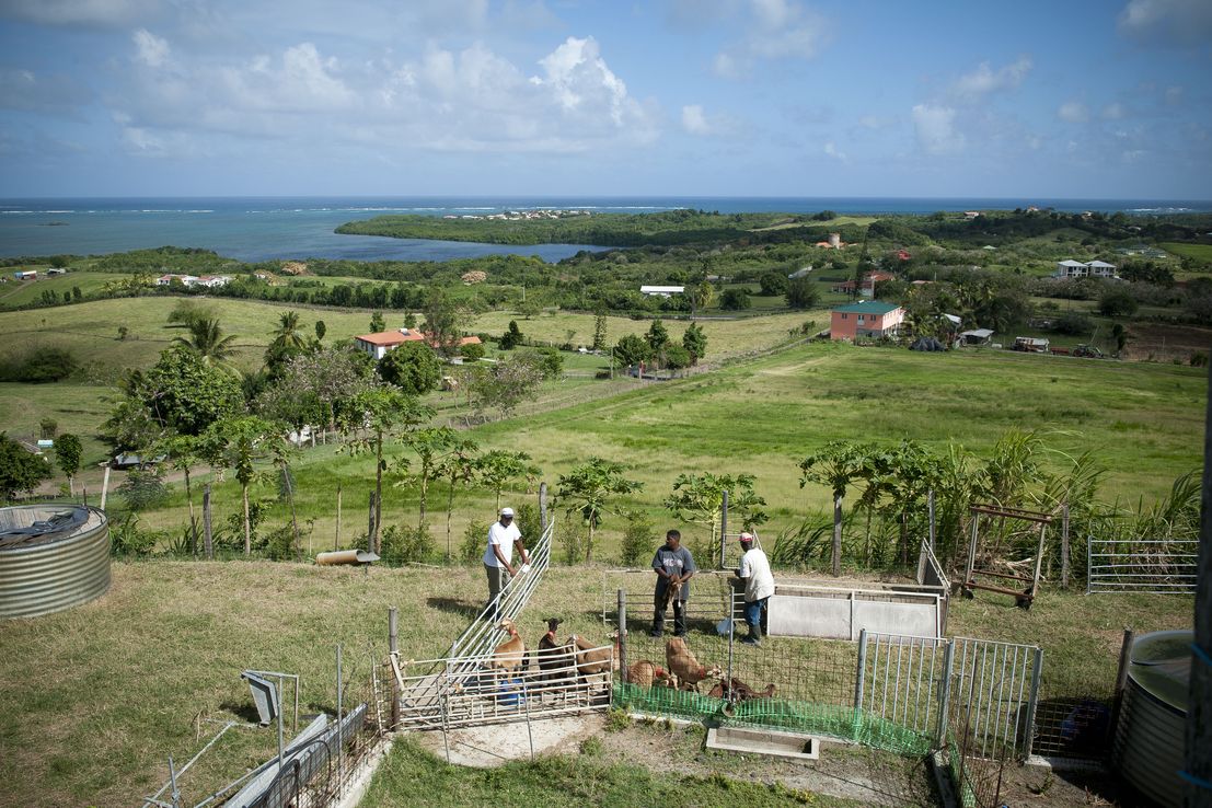 Paysage agricole en Martinique Paysage agricole en Martinique