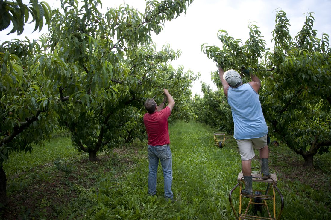 Photographie d'illustration du travail d'arboriculteurs sur des nectariniers Photographie d'illustration du travail d'arboriculteurs sur des nectariniers