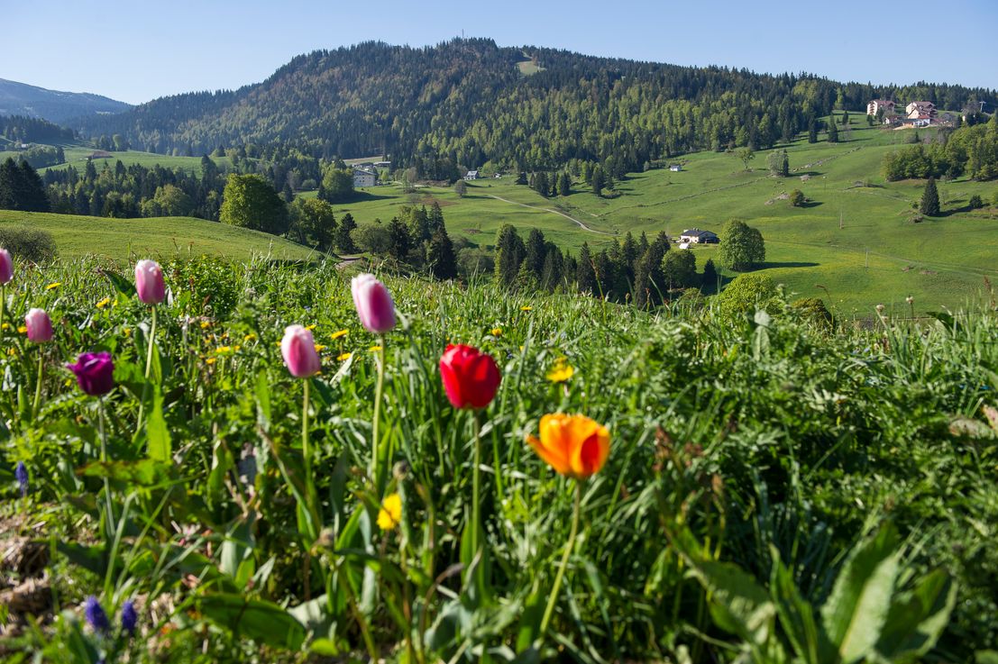 Les prairies permanentes sensibles
