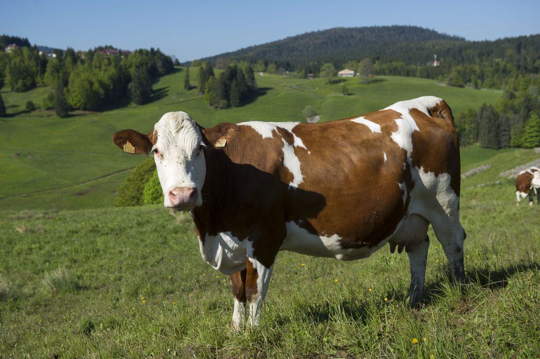 GAEC des Sports d'hiver. Vache montbéliarde dans la parc naturel régional du Haut-Jura. GAEC des Sports d'hiver. Vache montbéliarde dans la parc naturel régional du Haut-Jura.