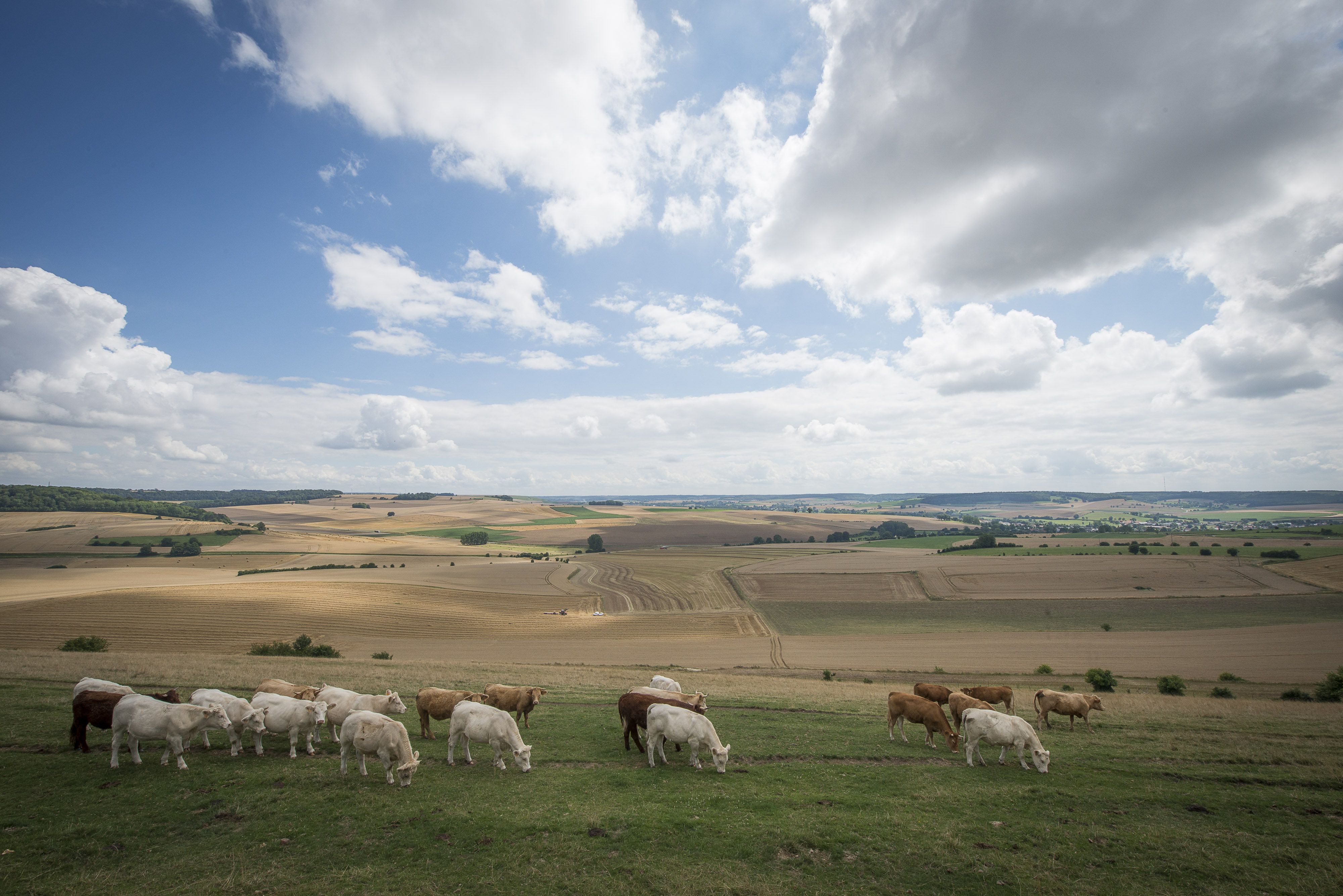 Paysage agricole sur fond de ciel nuageux avec des bovins en premier plan. Paysage agricole sur fond de ciel nuageux avec des bovins en premier plan.
