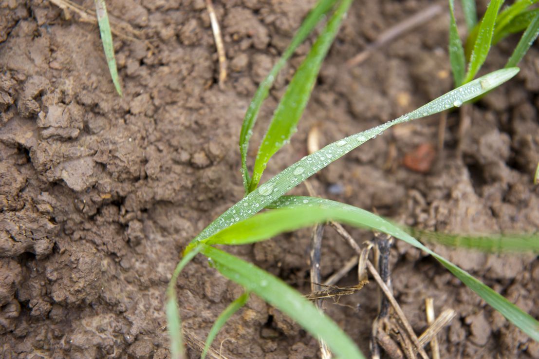 Agriculture durable avec ses techniques innovantes et respectueuses de l'environnement. Gouttes d'eau sur des feuilles de blé.