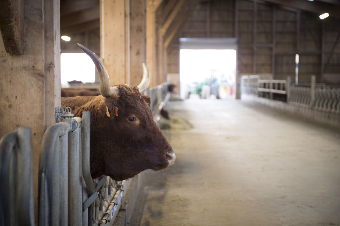 Vache Salers au Gaec Duffayet.