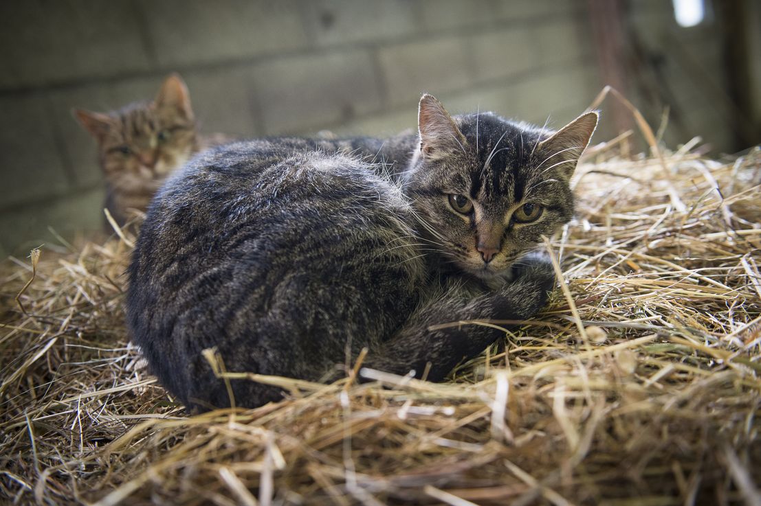Chat sur une botte de paille Chat sur une botte de paille