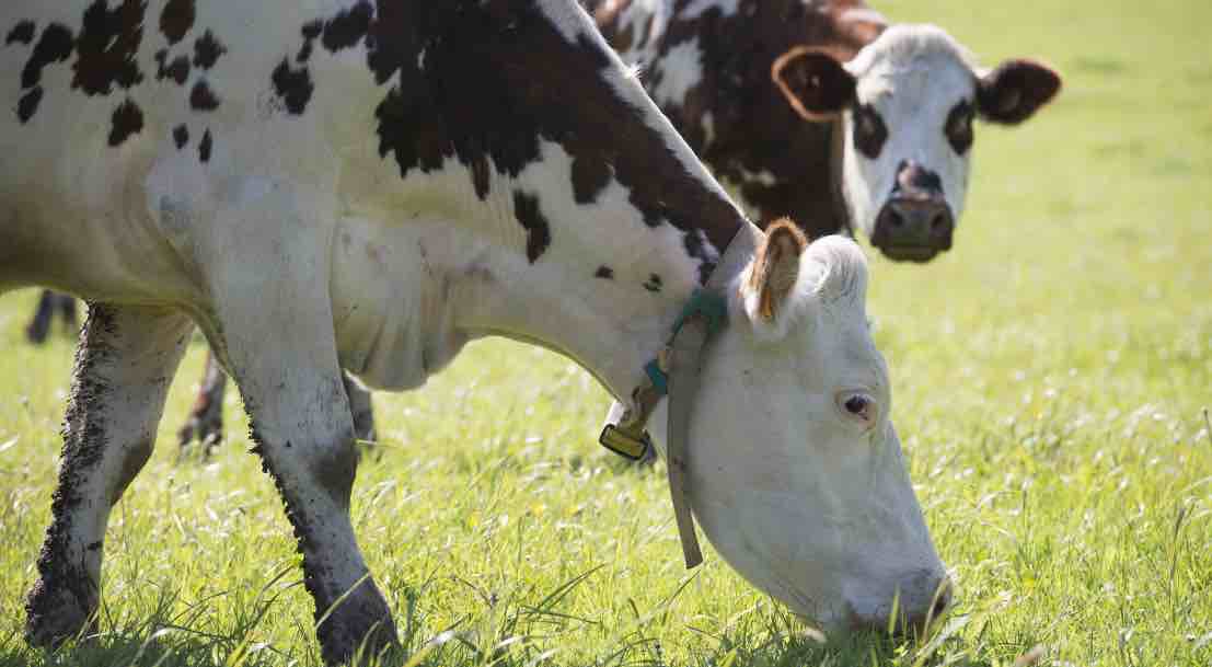 vaches