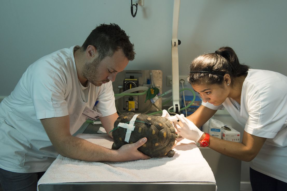 Soins prodigués à un lapin nain par des étudiants de l'ENVA. Soins prodigués à un lapin nain par des étudiants de l'ENVA.