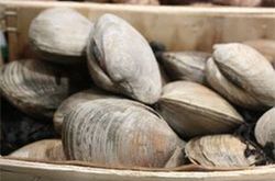 coquillages coquillages