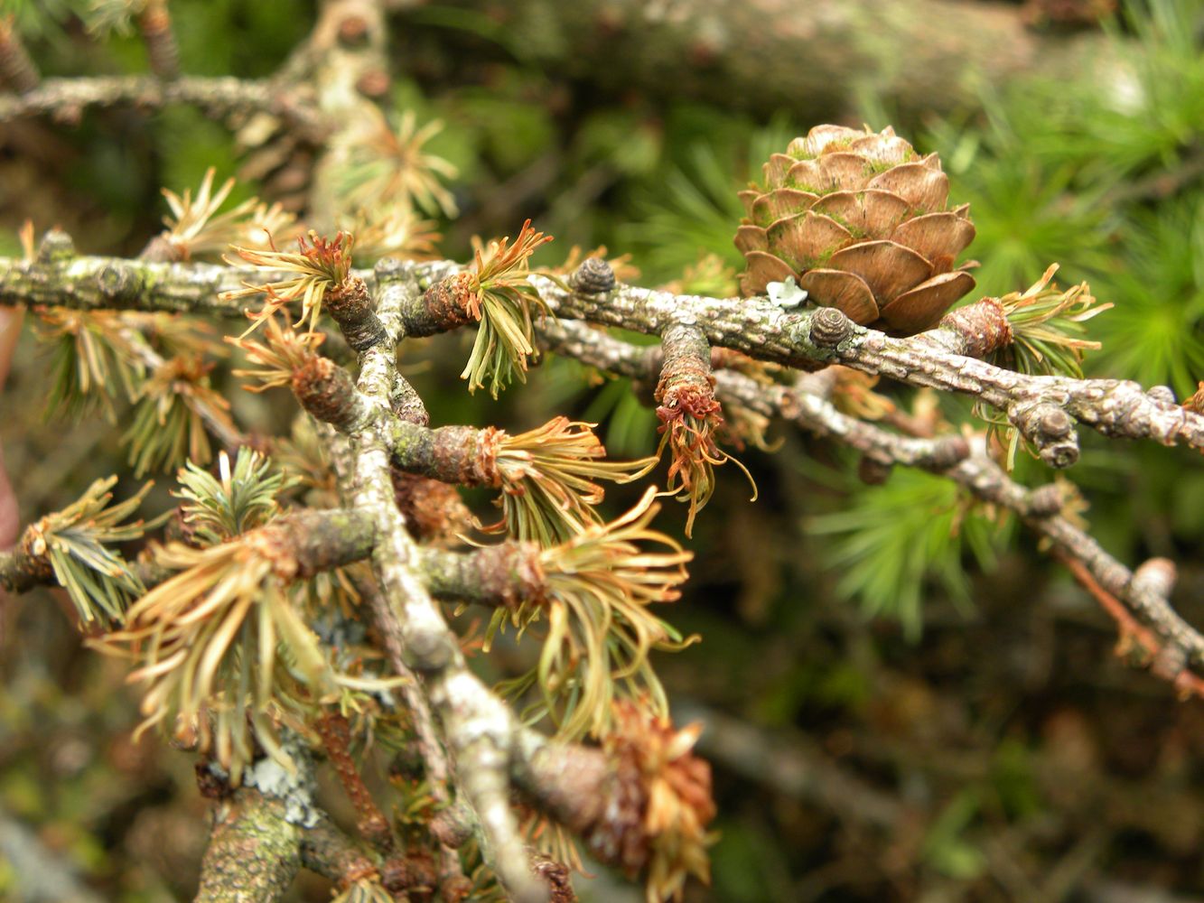 Phytophthora ramorum sur mélèze en Bretagne Crédit et légende ci-aprés