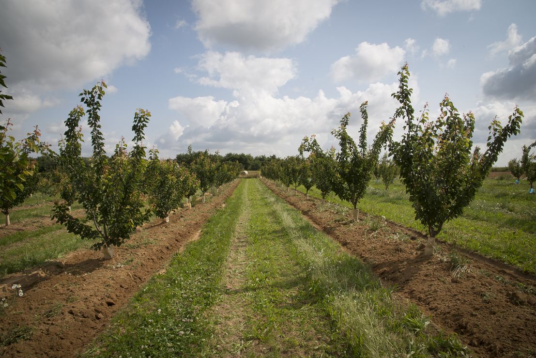 Binage de la terre au pied d'arbres fruitiers à l'aide d'une machine agrofer. Vue aprés binage. Binage de la terre au pied d'arbres fruitiers à l'aide d'une machine agrofer. Vue aprés binage.