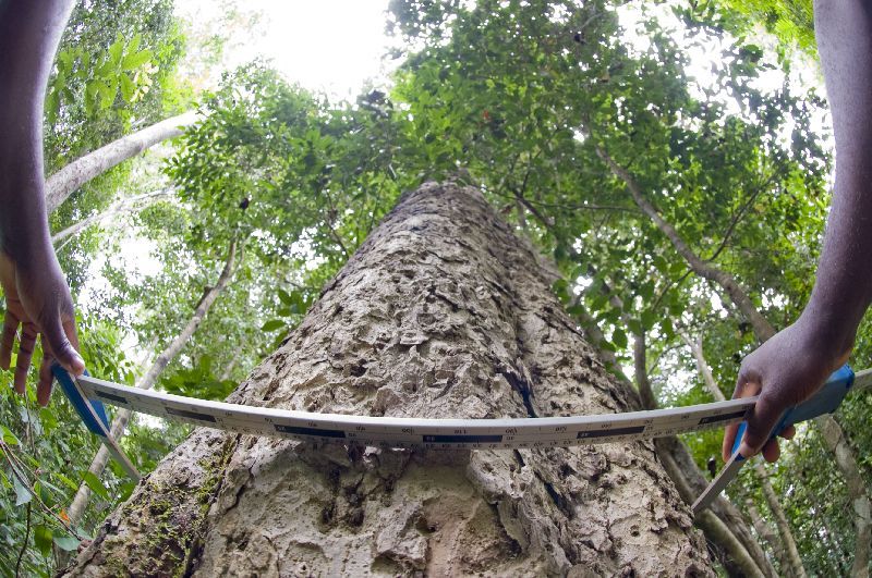 Instrument de mesure sur le tronc d'un arbre en forêt dans les DOM