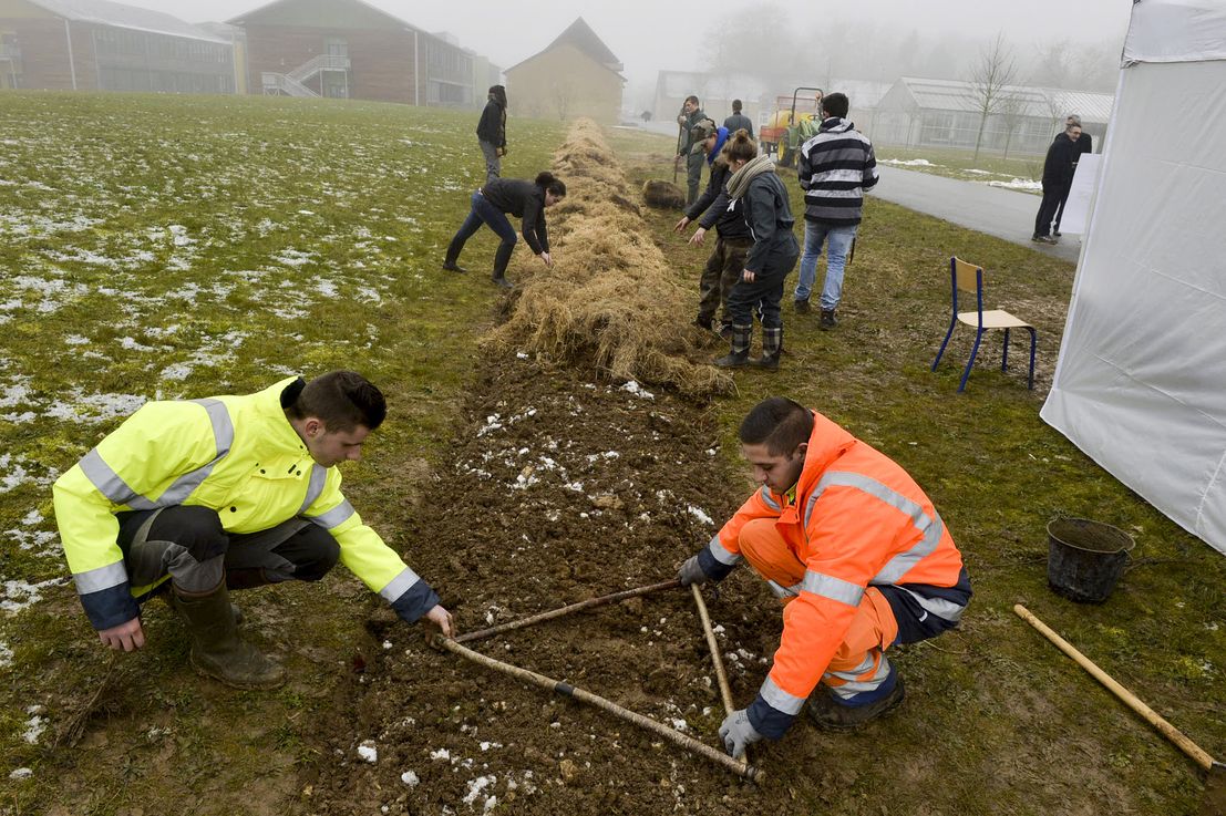 Elèves plantant des plants de hêtres.
