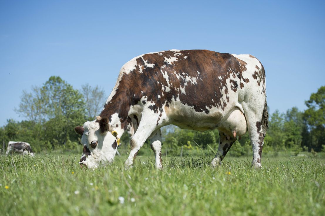Vache normande dans un près.