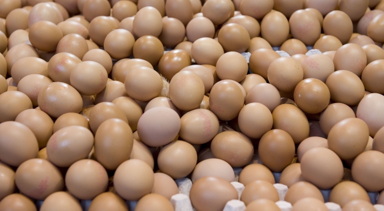 Fipronil Dans Les œufs La Liste Des Premiers Produits Retirés De La Vente En France Rendue 3601