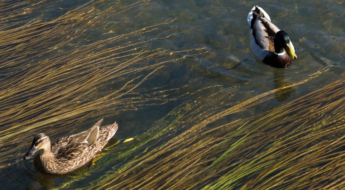 Canards sur un cours d'eau