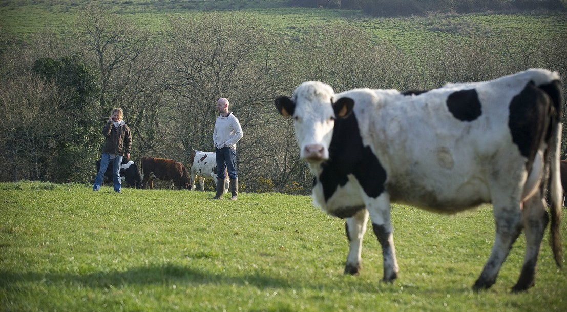 Une vache dans un champ avec des agriculteurs