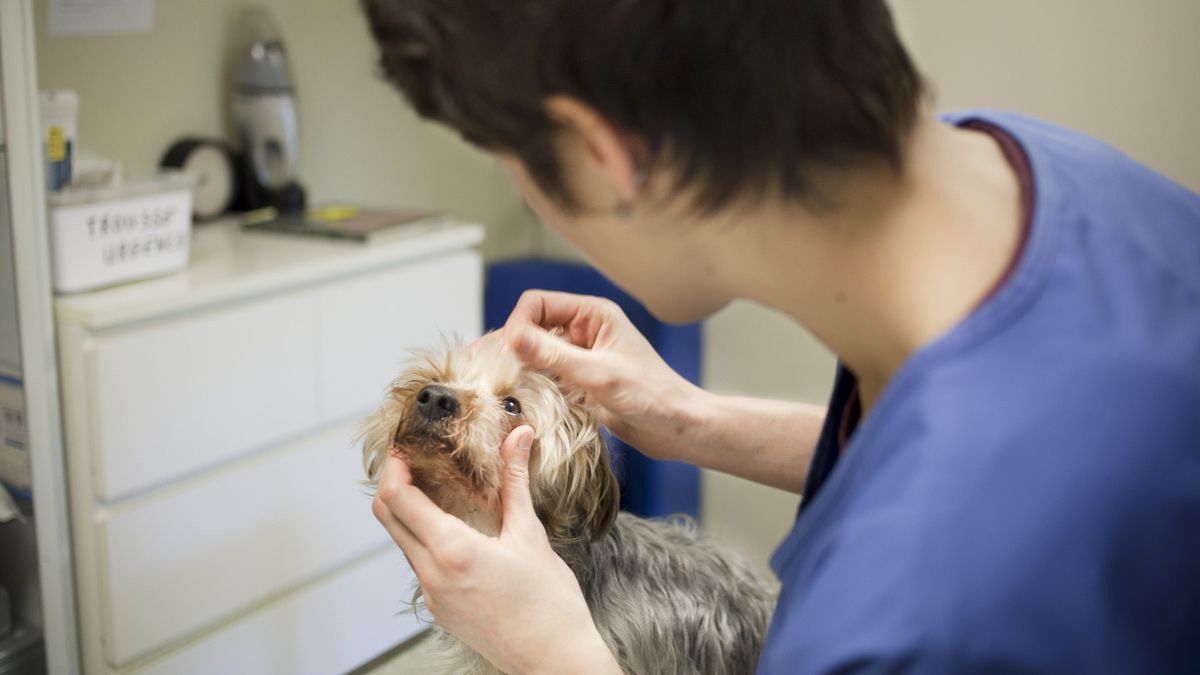 Vétérinaire soignant un chien