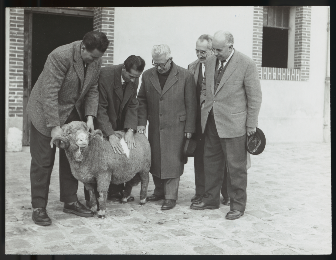 Photographie de la visite de membres de la Fédération nationale ovine (FNO) autour d'un mouton mérinos