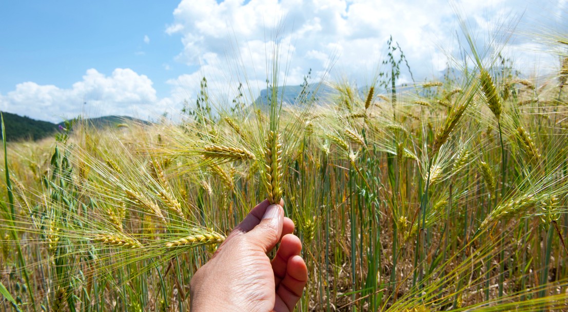 Une main présentant un épi de blé devant un champ de blé