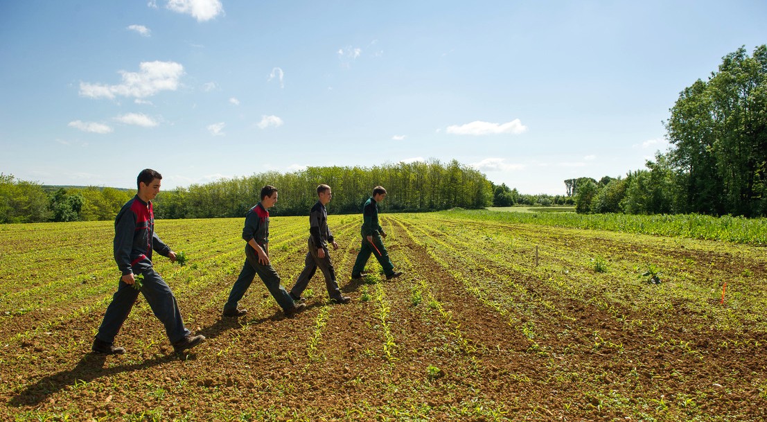 Quatre élèves de l'enseignement agricole marchent dans un champ.
