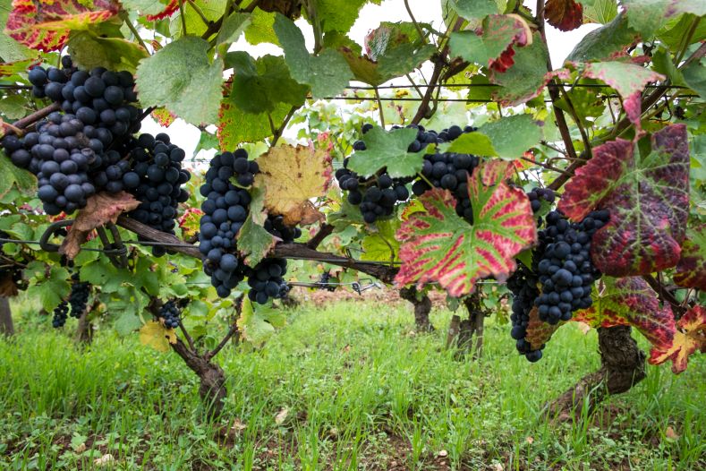 Grappe de raisins sur pieds de vigne