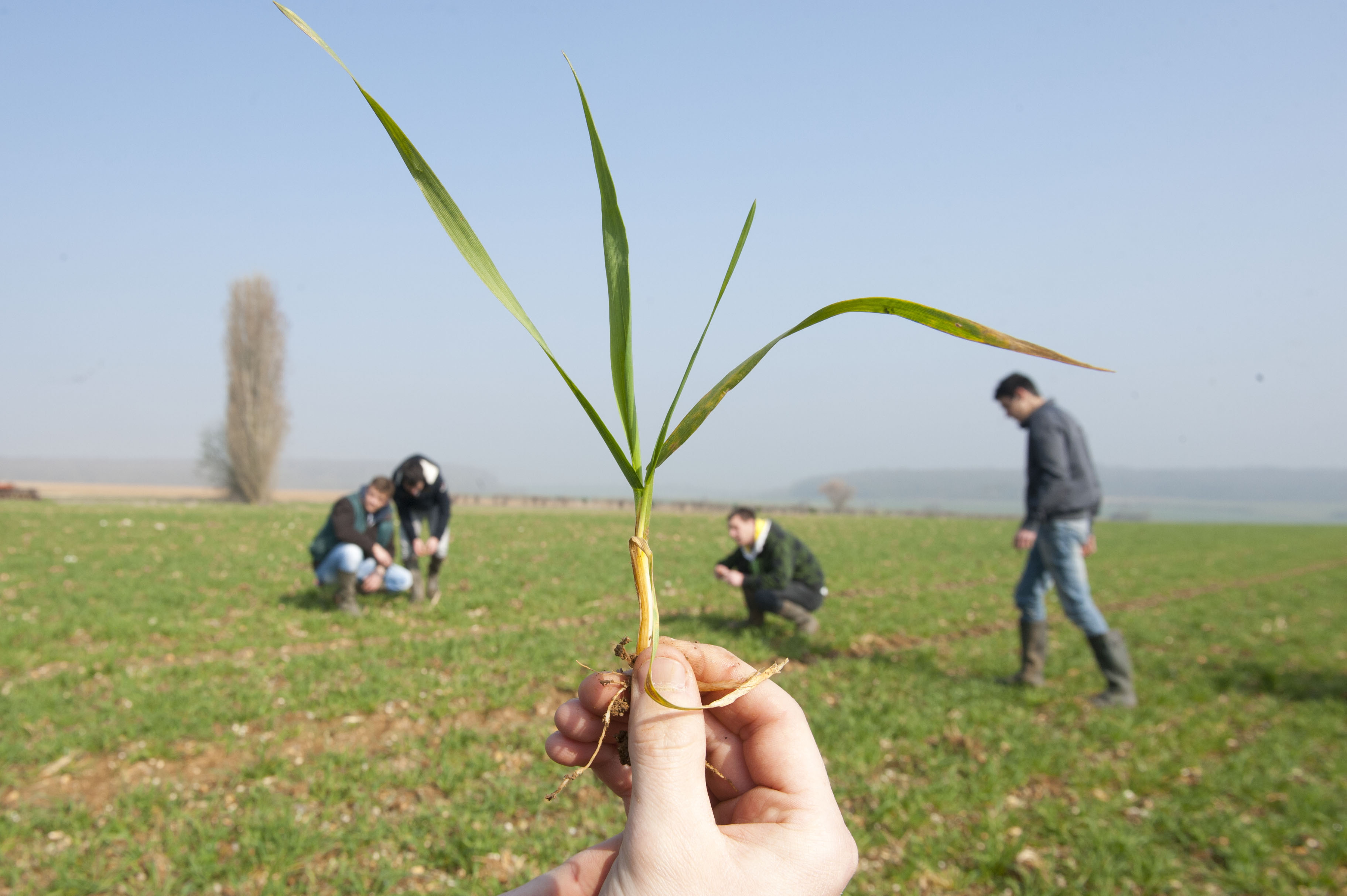 Réflexion stratégique sur l'avenir des filières agricoles françaises