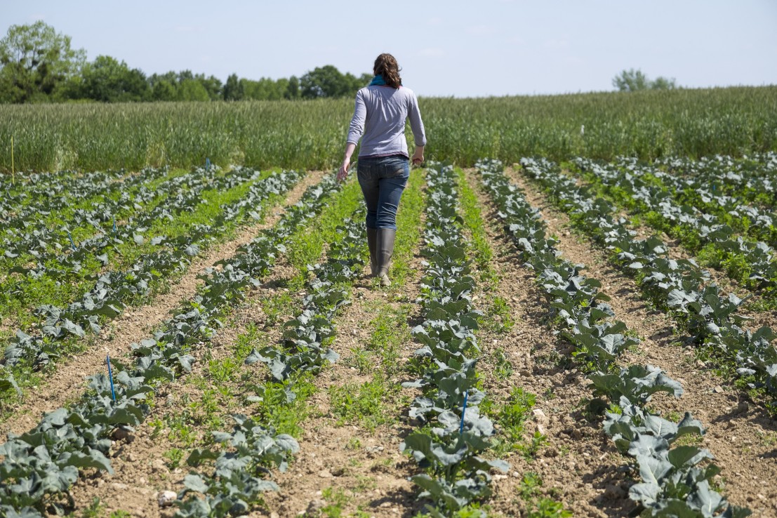 agricultrice dans un champ de brocolis