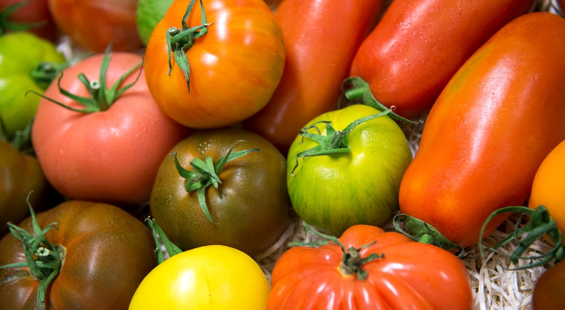 Variétés de tomates colorées - ©Pascal Xicluna / agriculture.gouv.fr