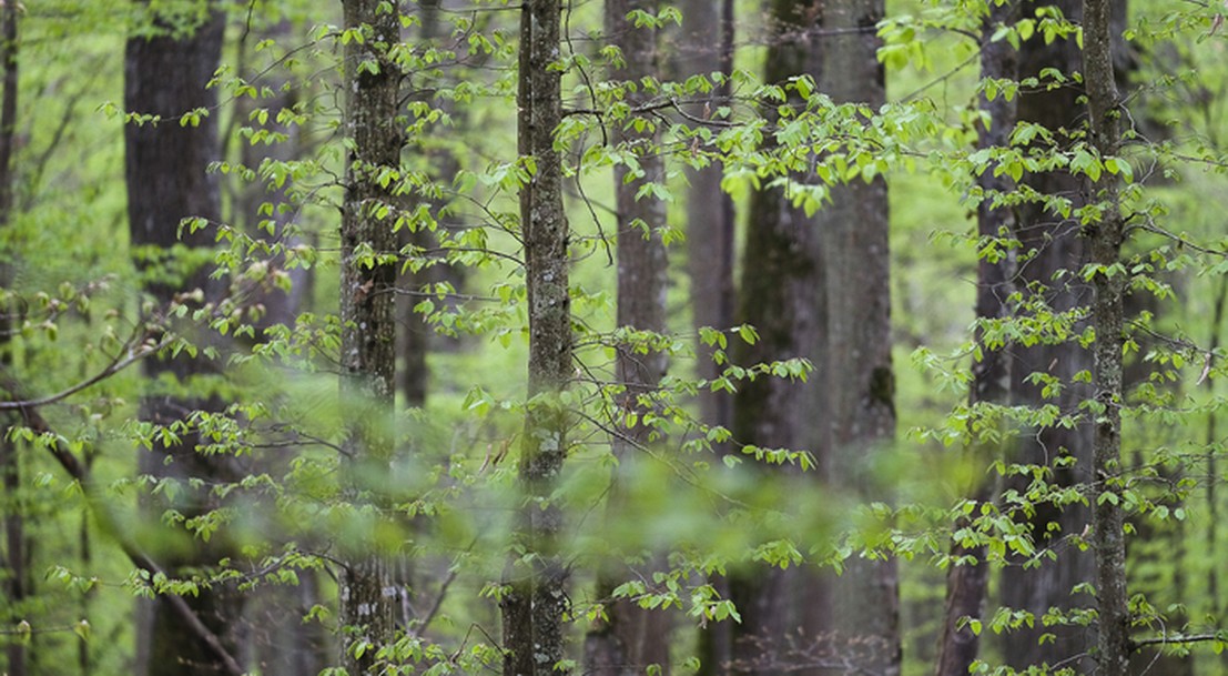 forêt avec des chênes et des charmes