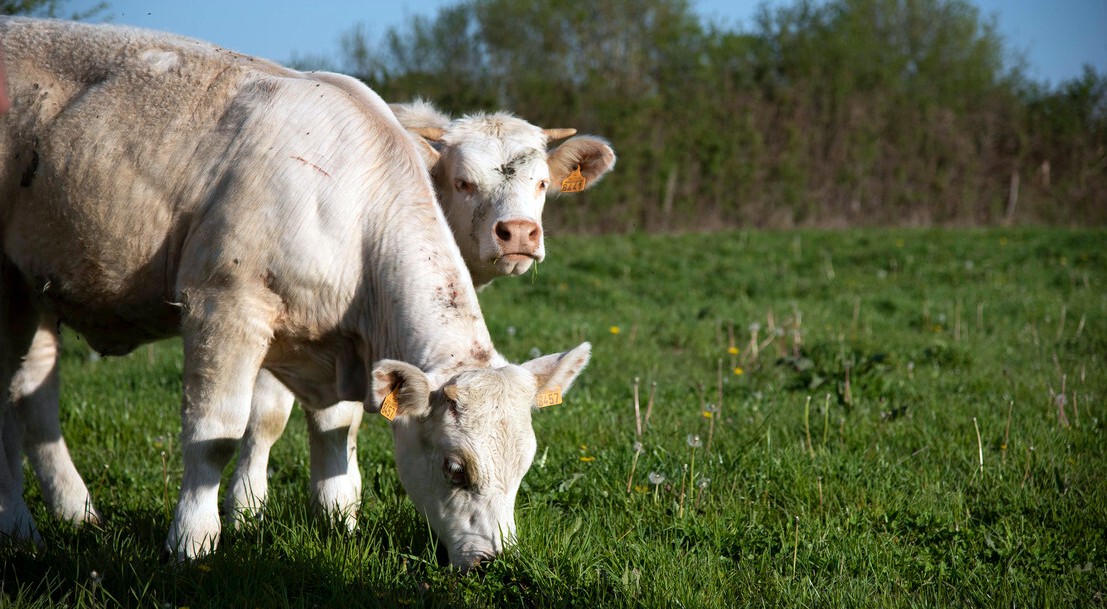 Deux vaches charolaises paissent dans un pré.
