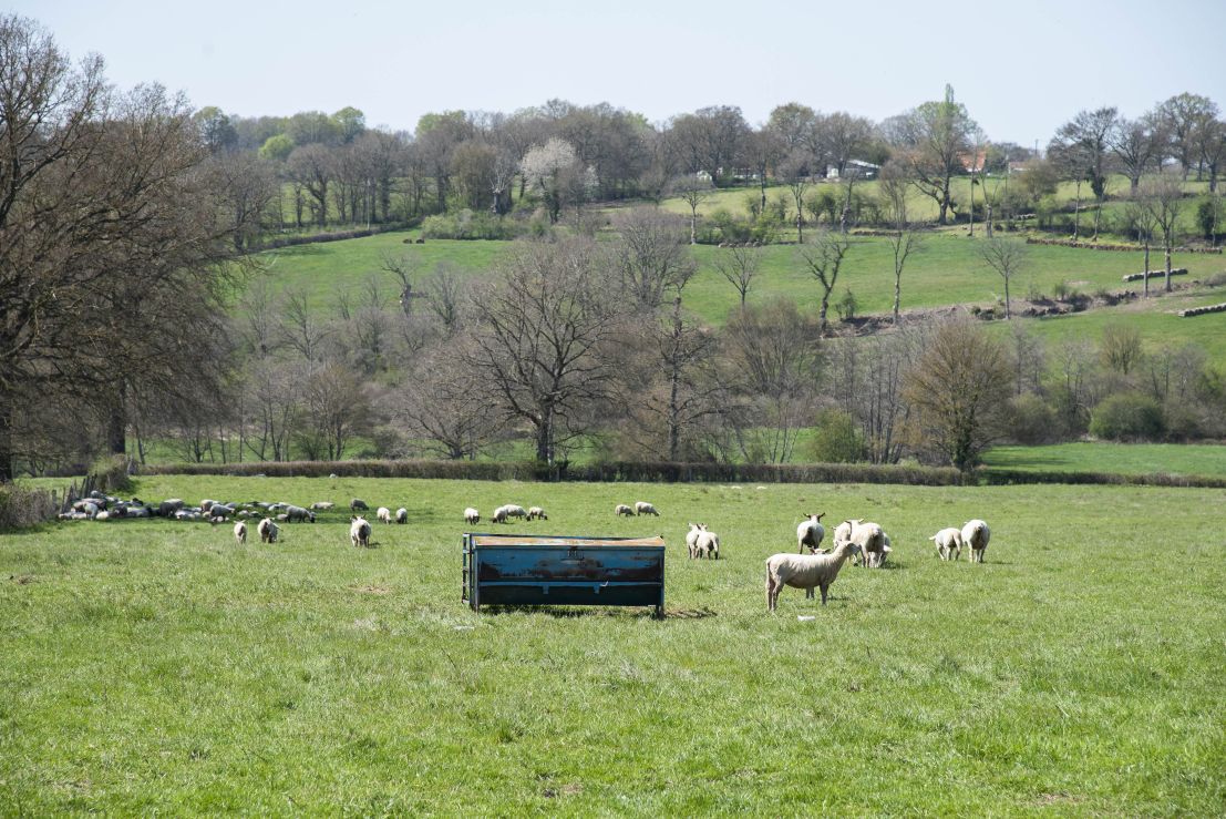 Paysage agricole montrant des moutons dans une prairie