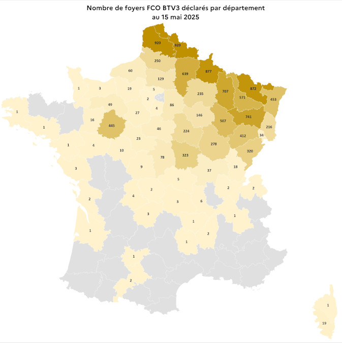 Nombre de foyers FCO BTV3 déclarés par département